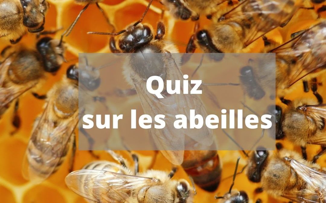 Quiz à propos des abeilles