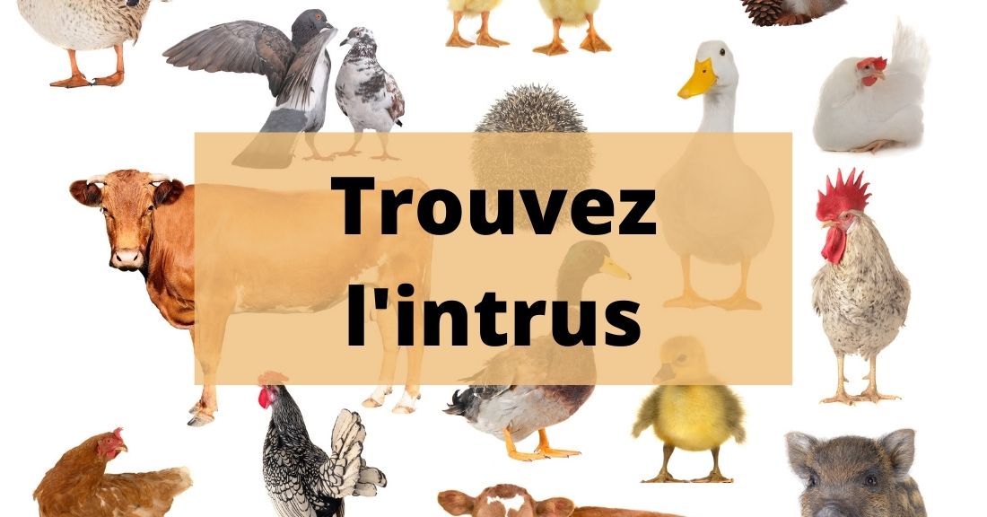 Quiz – trouvez l’animal intrus