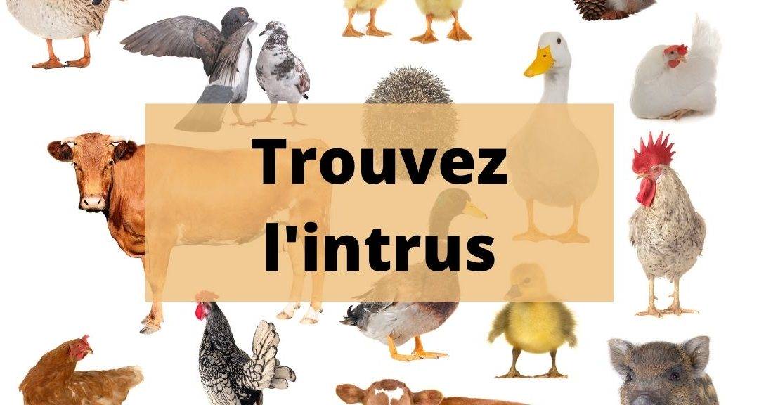 Quiz – trouvez l’animal intrus