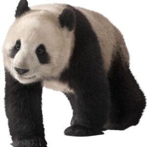 panda